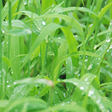 雨上がりの写真